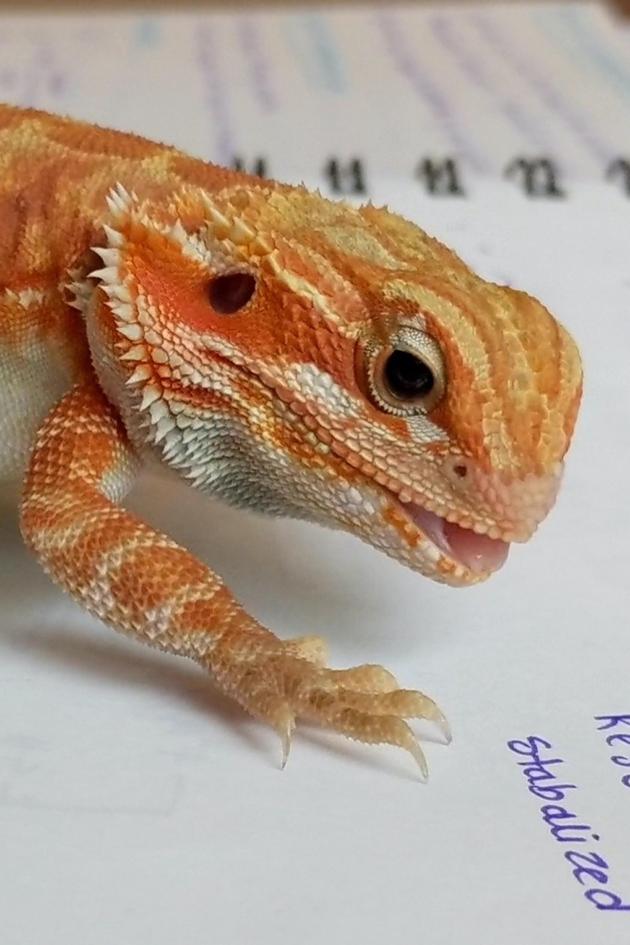 TPC That's My Pet