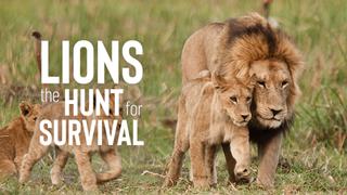 Lions - A Hunt for Survival