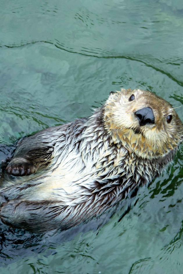Wild Pacific Rescue