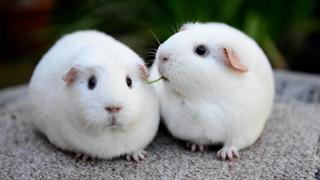 Rodents