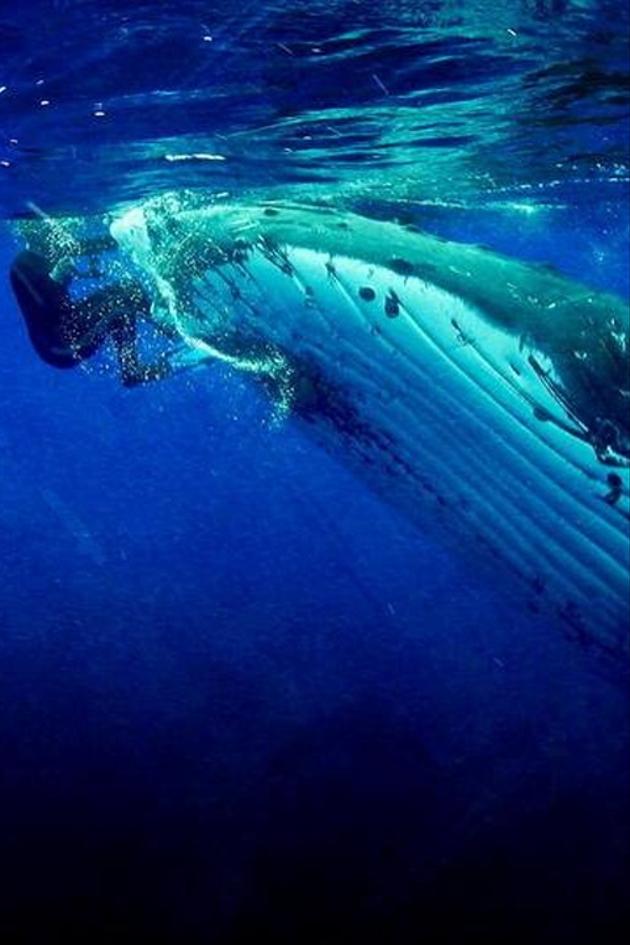 Whale Guardian