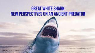Great White Shark: New Perspectives on an Ancient Predator