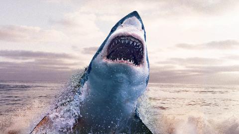 Great White Shark: New Perspectives on an Ancient Predator