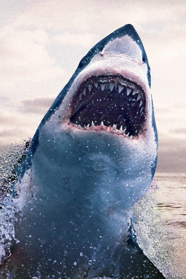 Great White Shark: New Perspectives on an Ancient Predator