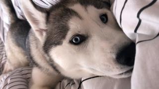 Siberian Huskies
