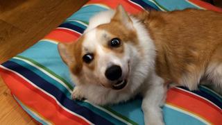 Corgis