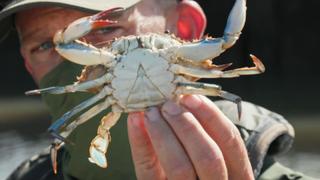 Monster Crabber