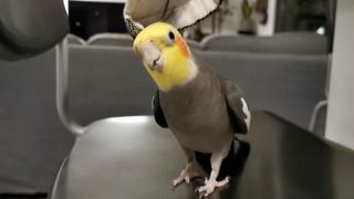 TPC That's My Pet