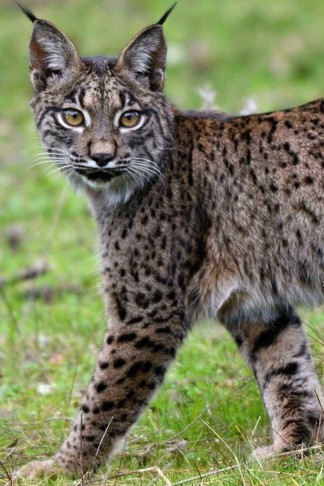 Dehesa: Forest Of The Iberian Lynx
