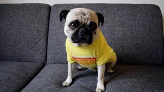 Pugs