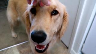 Golden Retrievers