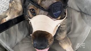 A Hero's Tail