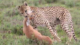 Hunting