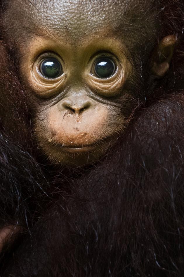 Eden: Untamed Planet