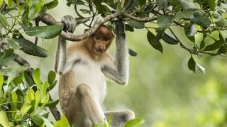Borneo: Sacred Forest