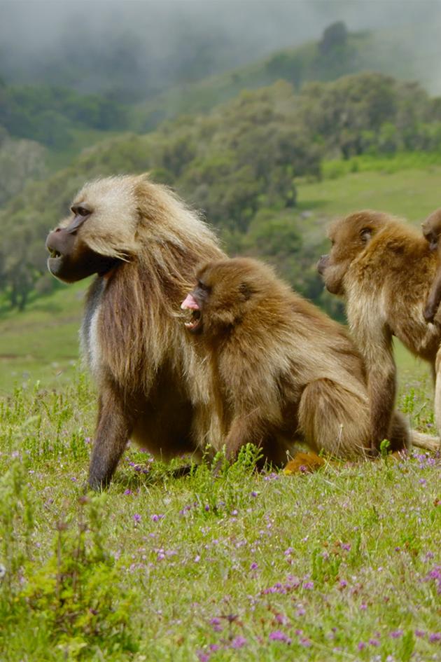 Baboons: Rules of the Troop