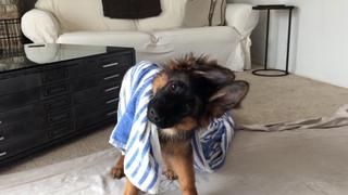 German Shepherds