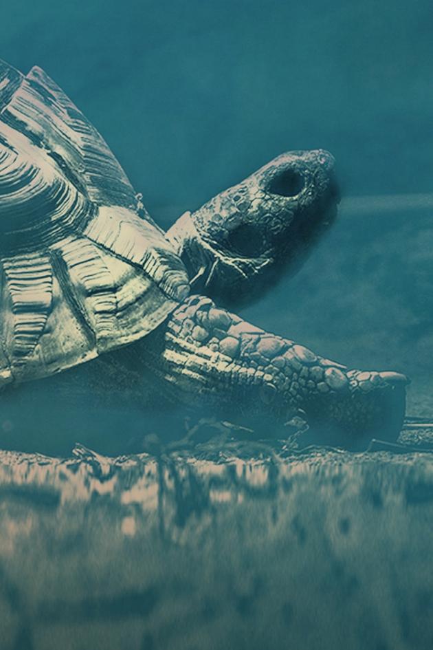 Turtles: Prehistoric Beasts