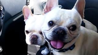 French Bulldogs