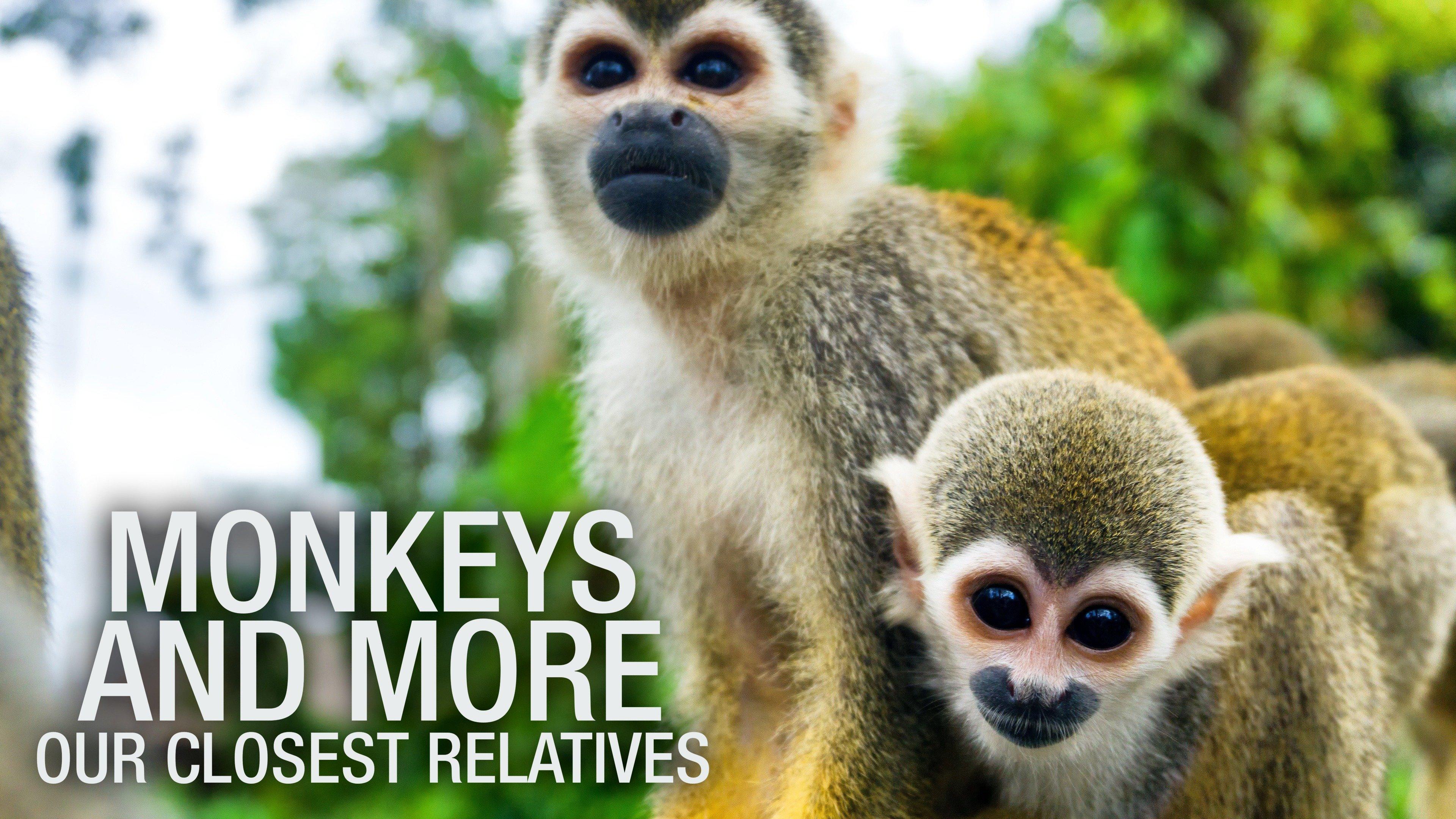 Monkey Werx Us Youtube Channel - dw2ev16