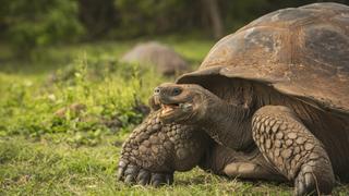 Galapagos: Enchanted Isles
