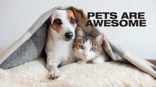Pets Are Awesome