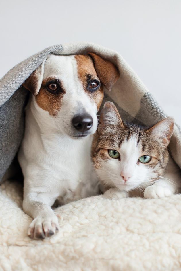 Pets Are Awesome