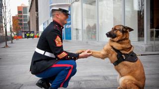 Pets to the Rescue