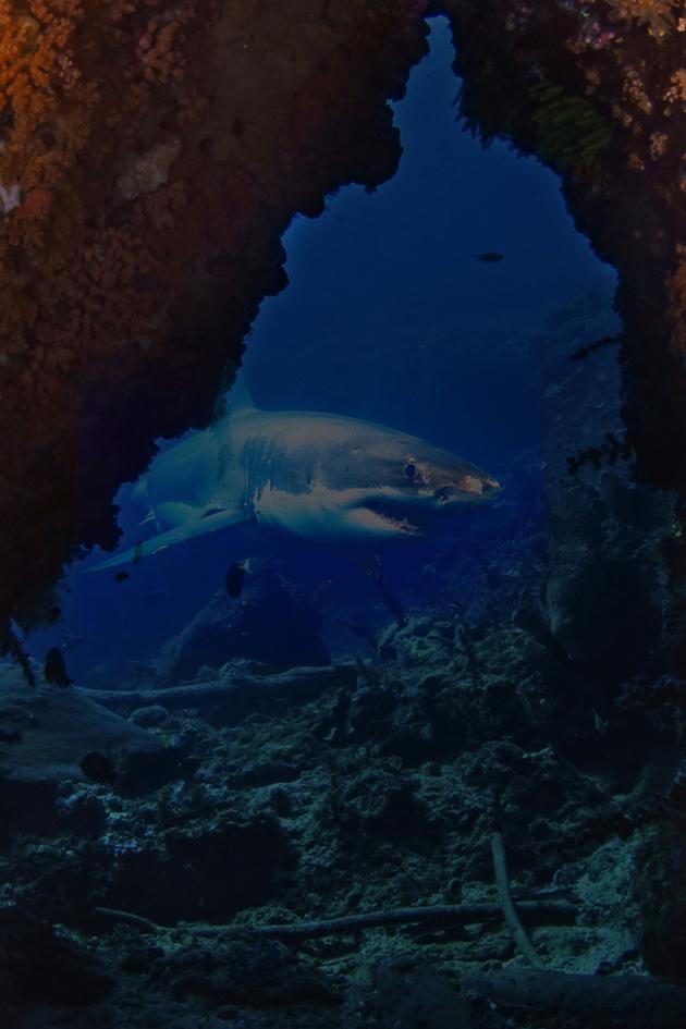 Return to Lair of the Great White