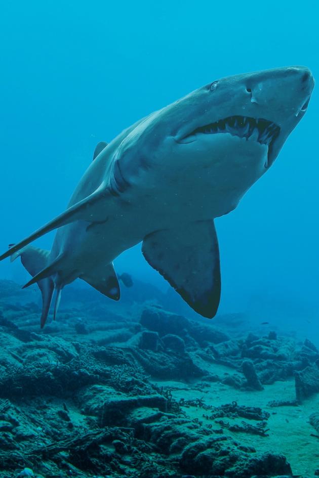 Ninja Sharks 2: Mutants Rising