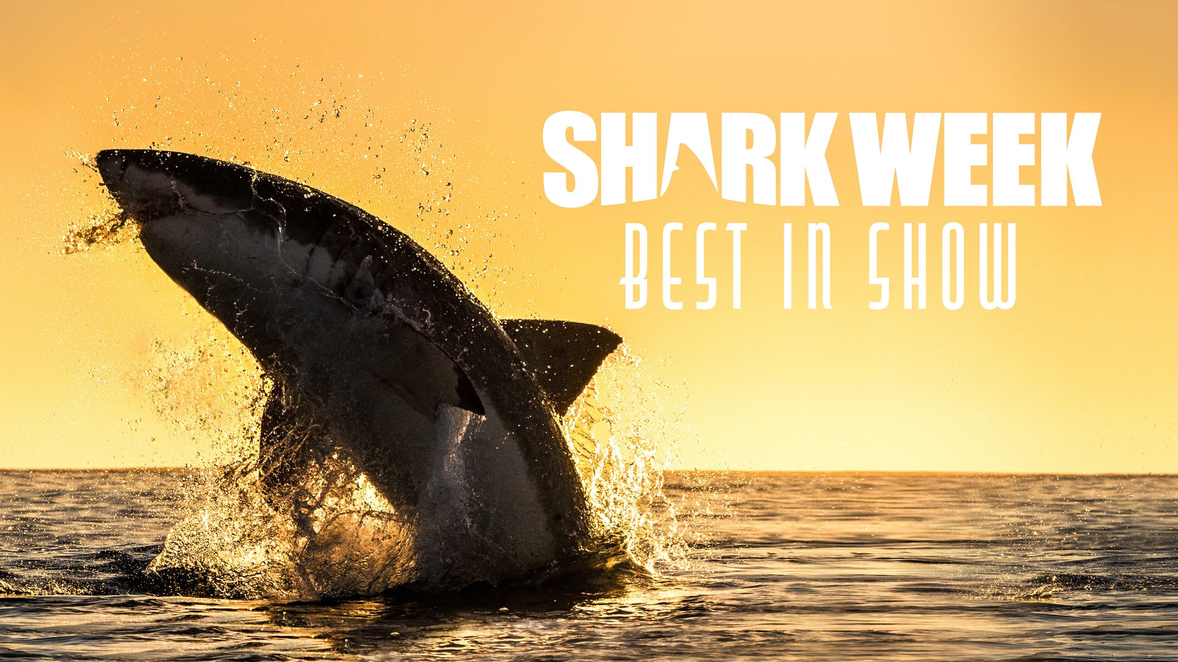 Watch Shark Week Best In Show Streaming Online on Philo (Free Trial)