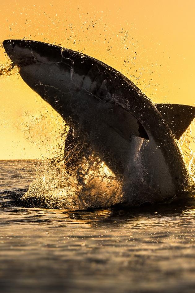 Shark Week Best In Show