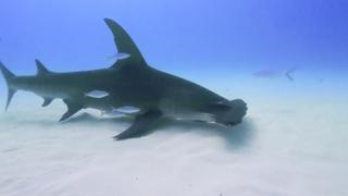 Diving With Giant Hammers