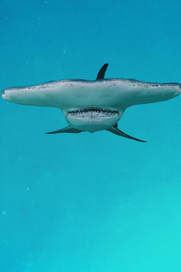 The Great Hammerhead Stakeout