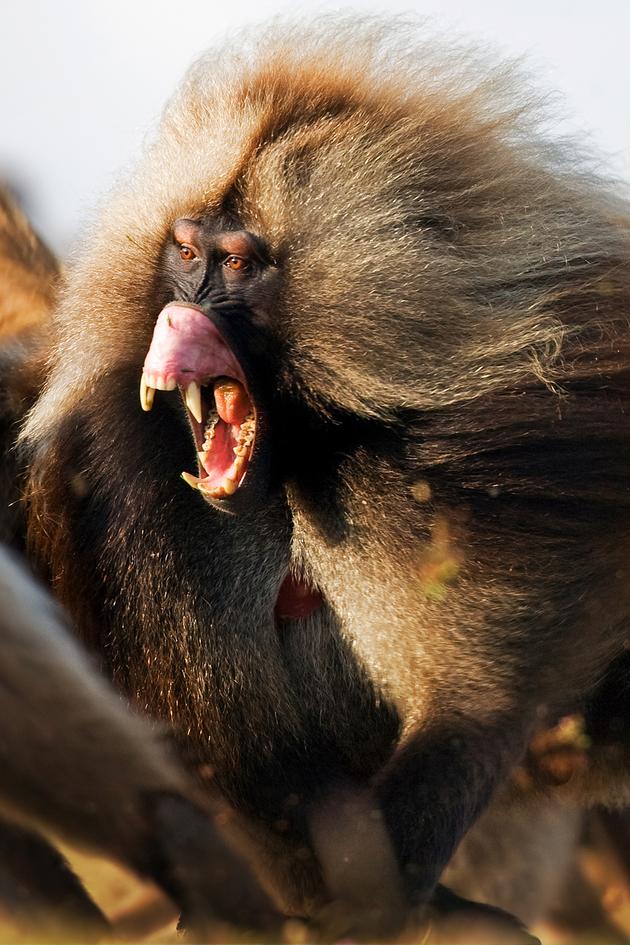 Battle of the Alphas