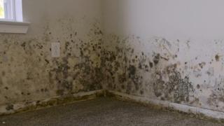 Bees, Mold and a Lamborghini