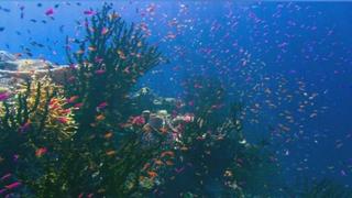 The Shallows