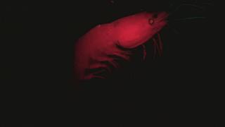 The Deep