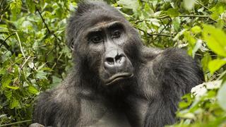 Repairing Our Planet: Protect and Restore Nature