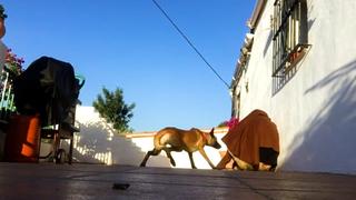 Who Rescued Who?