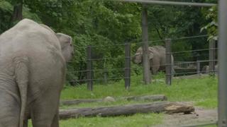 The Elephant Next Door