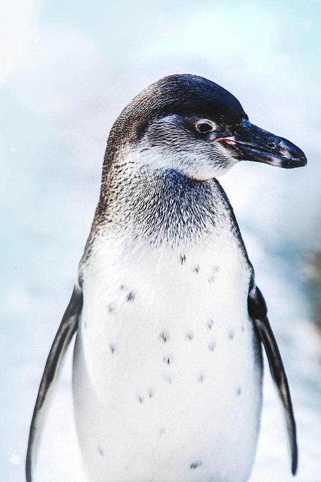 Wildest Places: Antarctic