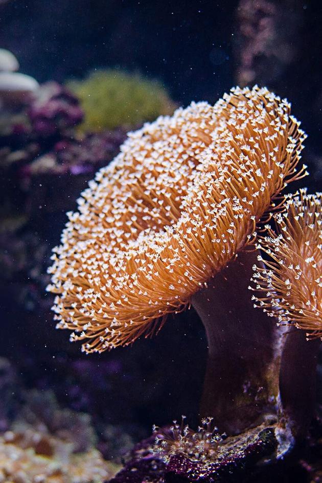 Wildest Places: Pacific