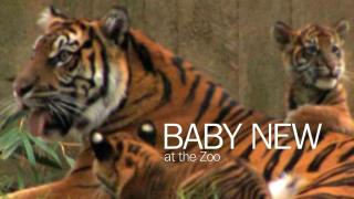 Baby New at the Zoo