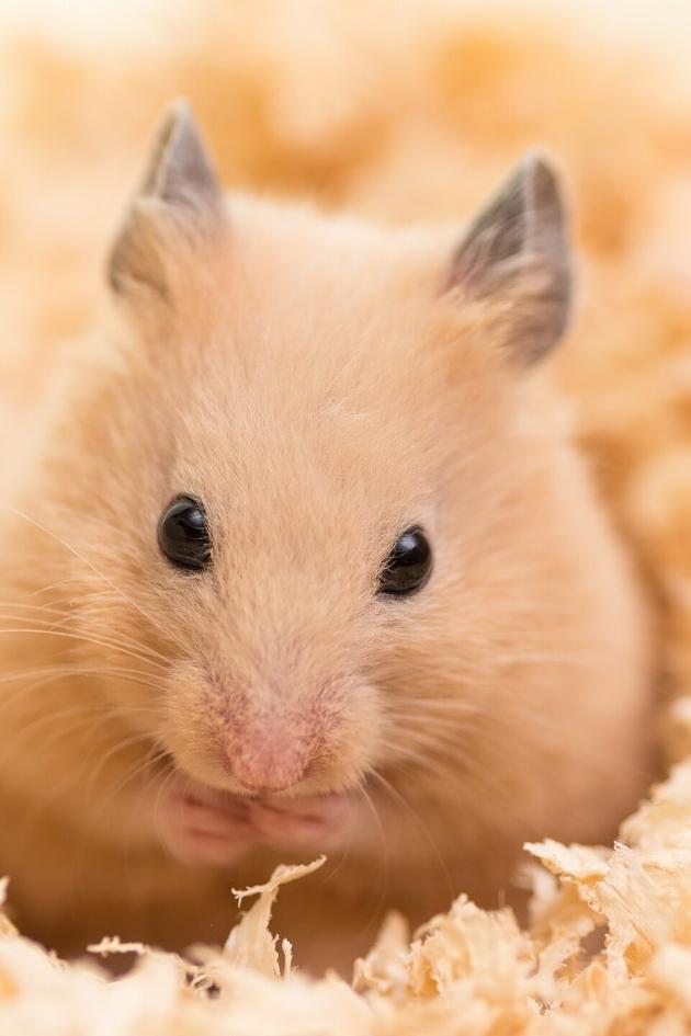 Watch The Happy Hamster Your Virtual Pet Hamster HassleFree Pet