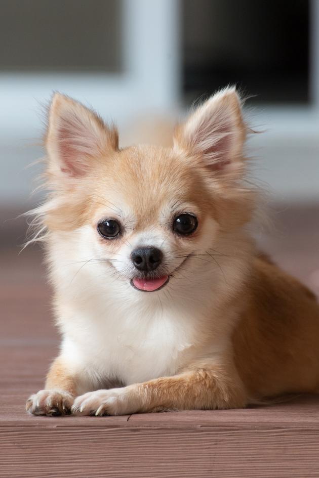 Watch Little Dogs, Big Personalities Streaming Online on Philo (Free Trial)