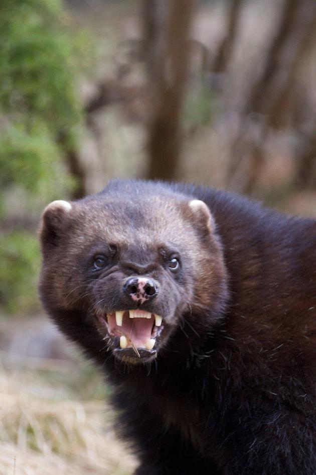 Wolverine: One Tough Mother