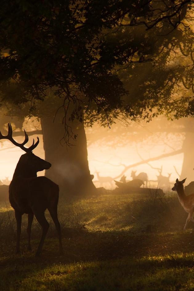 The Crown's Ancient Forest
