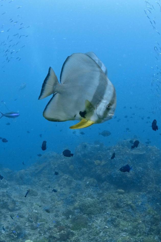 Into the Blue: The Wonders of the Coral Triangle