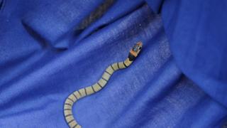 Snake Invasion